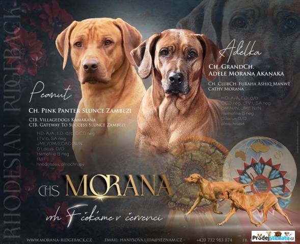 detailní fotografie