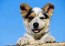 Karlovy Vary - Australský honácký pes