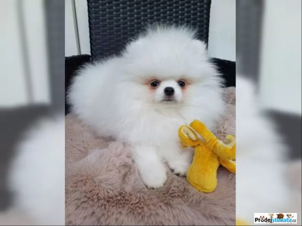 detailní fotografie