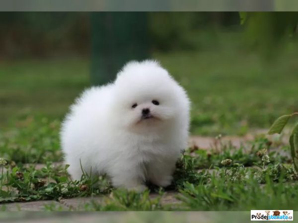 detailní fotografie