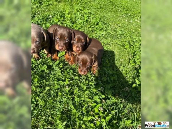 detailní fotografie