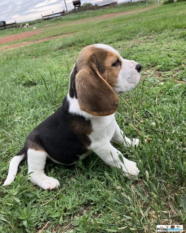 detailní fotografie