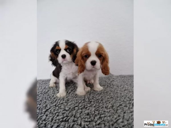 detailní fotografie