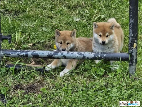 detailní fotografie