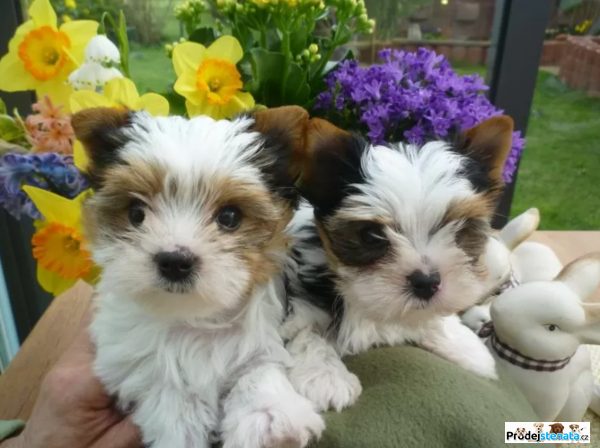 detailní fotografie