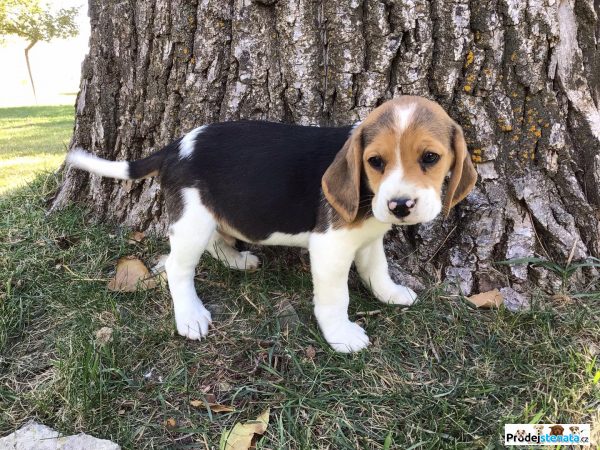 detailní fotografie