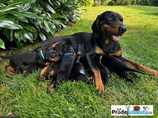 detailní fotografie