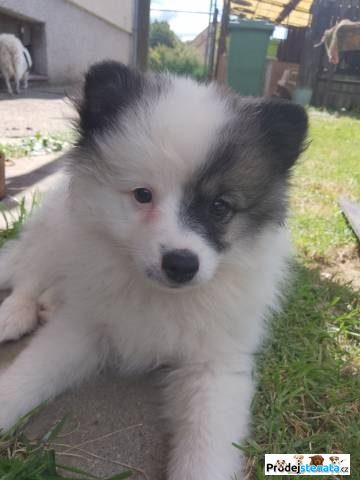 detailní fotografie