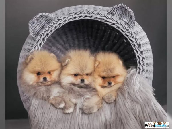 detailní fotografie