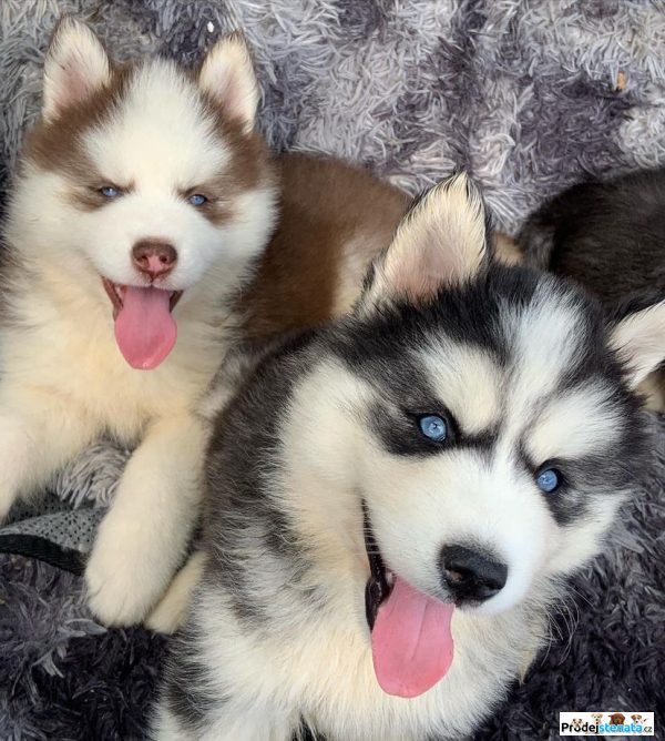 detailní fotografie