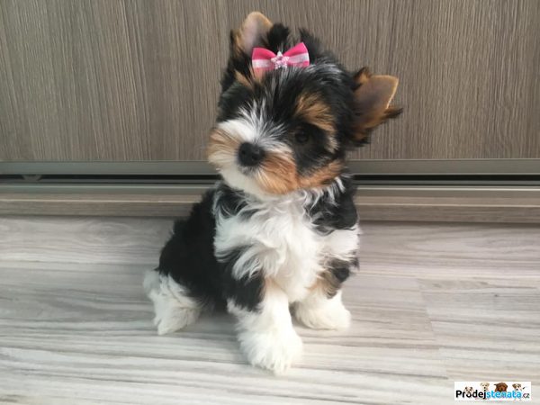 detailní fotografie