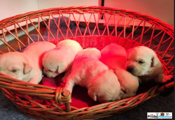 detailní fotografie