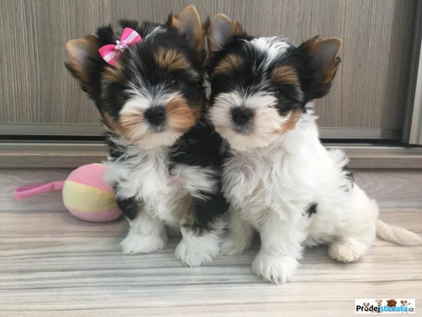 detailní fotografie