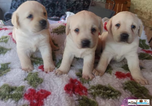 detailní fotografie