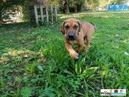 detailní fotografie