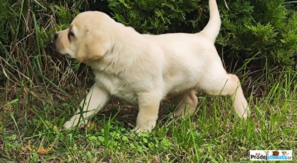 detailní fotografie