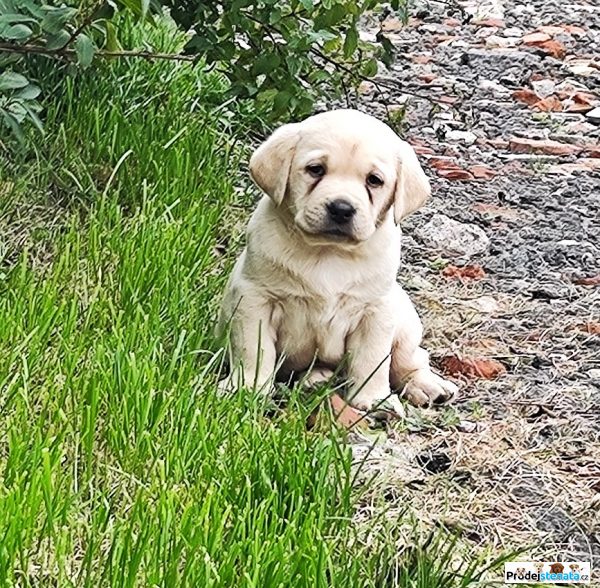 detailní fotografie