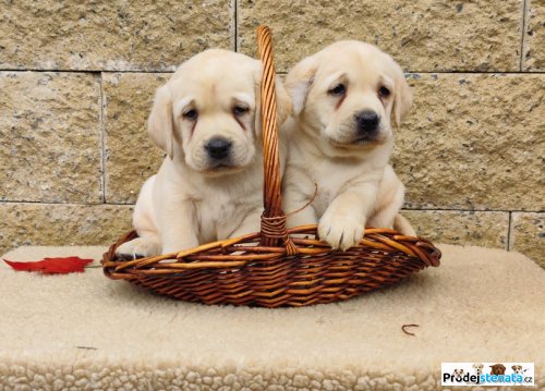 detailní fotografie