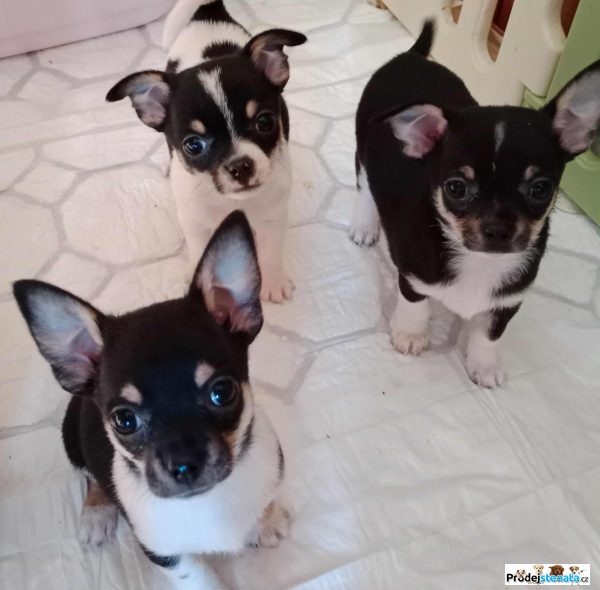 detailní fotografie