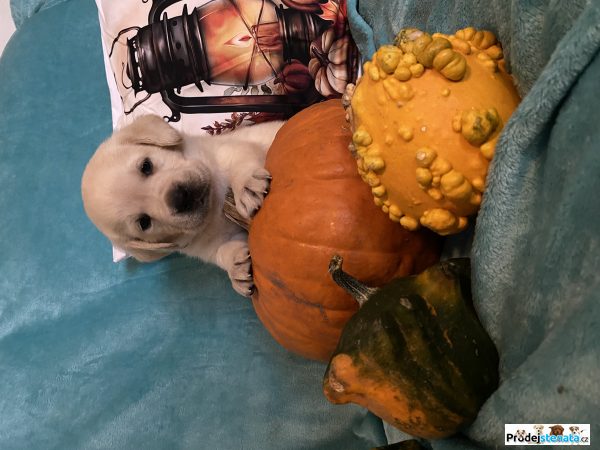 detailní fotografie