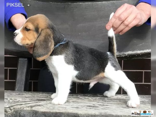 detailní fotografie