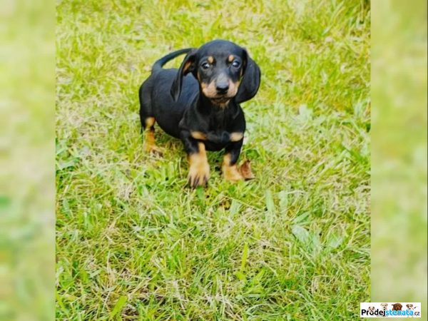 detailní fotografie