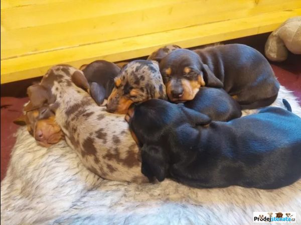 detailní fotografie