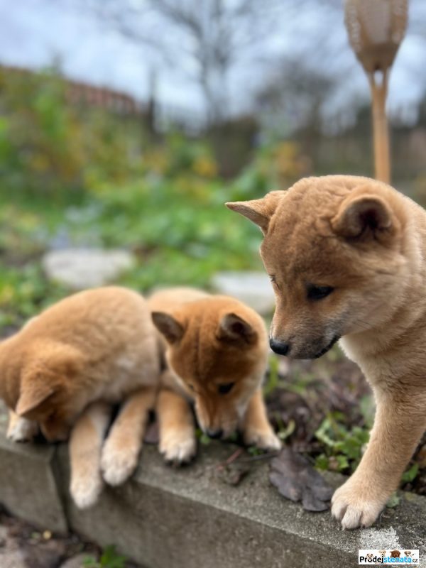 detailní fotografie