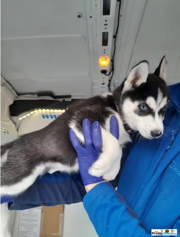 detailní fotografie