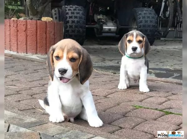 detailní fotografie