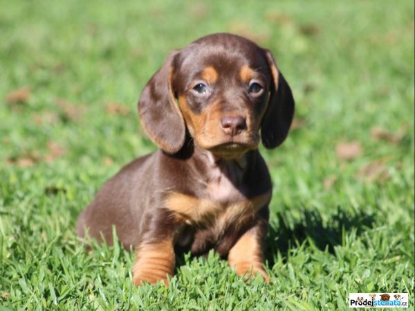 detailní fotografie