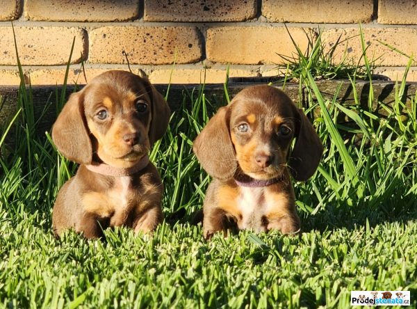 detailní fotografie