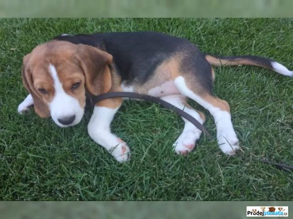 detailní fotografie