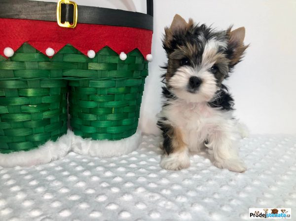 detailní fotografie