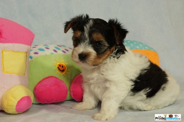 detailní fotografie