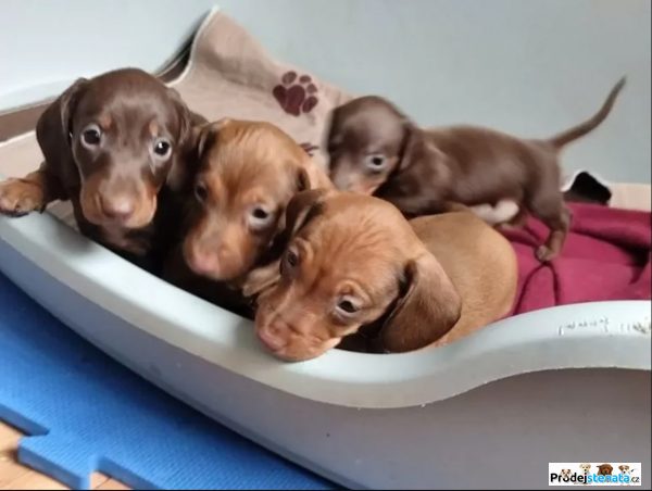 detailní fotografie