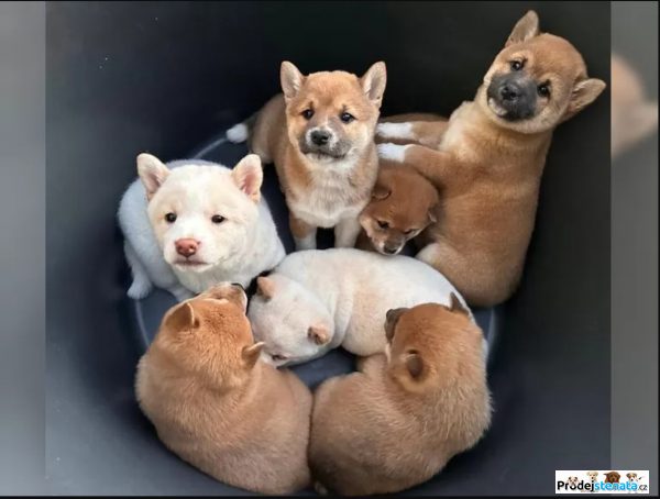 detailní fotografie