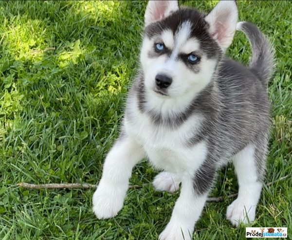 detailní fotografie