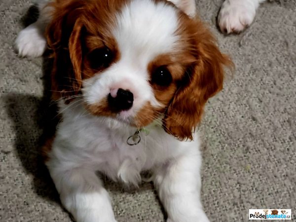 detailní fotografie