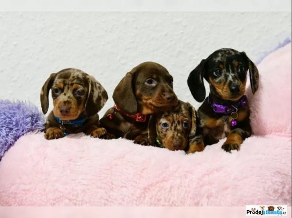 detailní fotografie