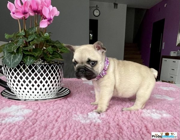 detailní fotografie