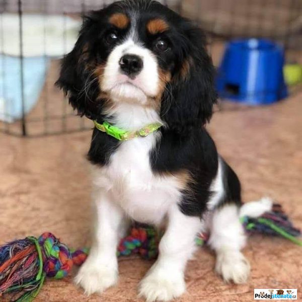 detailní fotografie