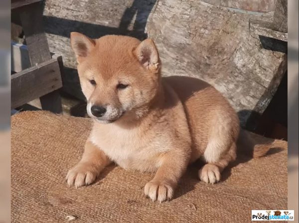 detailní fotografie