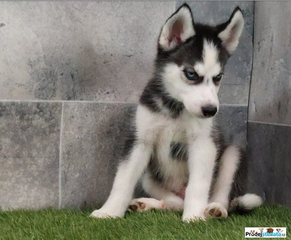 detailní fotografie