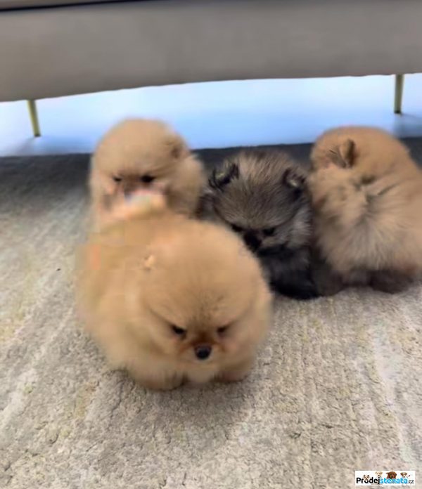 detailní fotografie