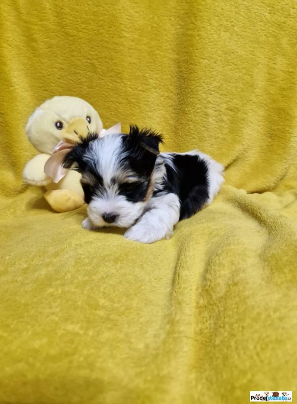 detailní fotografie