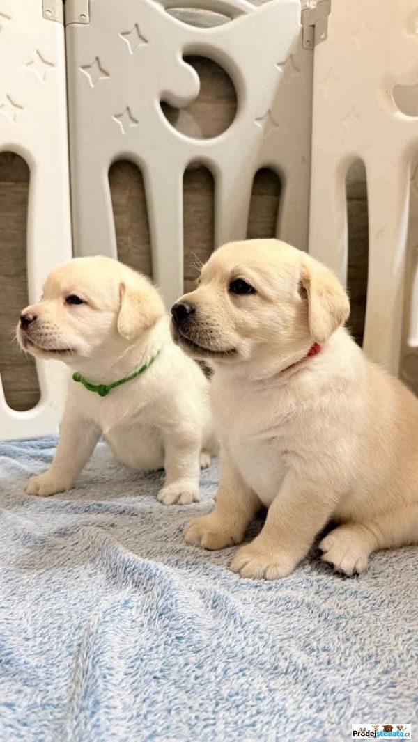 detailní fotografie