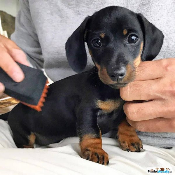 detailní fotografie