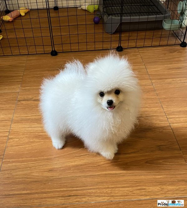 detailní fotografie