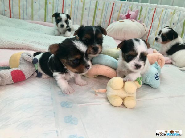 detailní fotografie